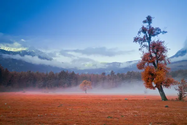 Большое зеленое одинокое дерево на поле при туманном восходе солнца осенью — стоковое фото
