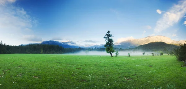 Большое зеленое одинокое дерево на поле при туманном рассвете — стоковое фото