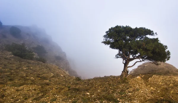 Drzewo na klifie w mglista Pogoda — Zdjęcie stockowe