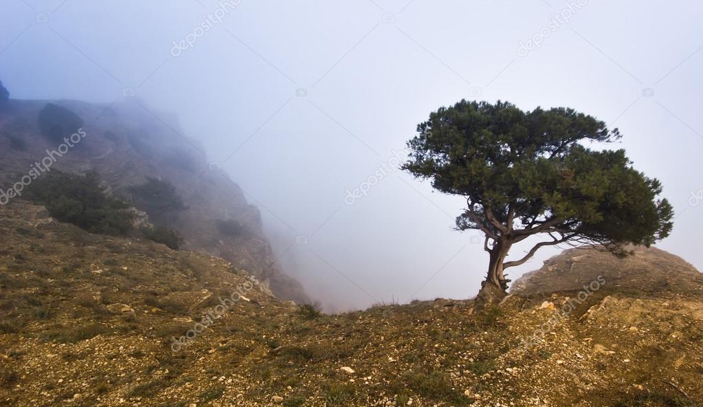 tree on a cliff in foggy weather