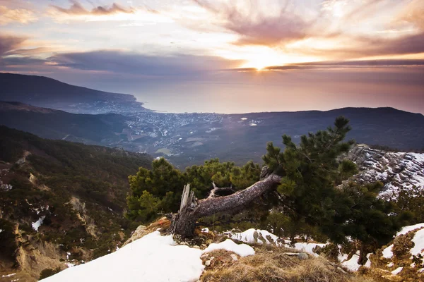 Pinetree torto ao amanhecer acima do mar em montanhas — Fotografia de Stock