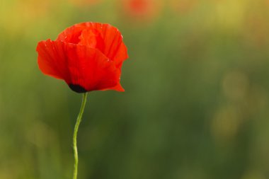 yeşil zemin üzerine bir haşhaş çiçek