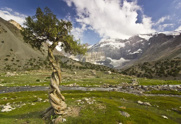 Extraño árbol rodeado de altos picos al atardecer —  Fotos de Stock