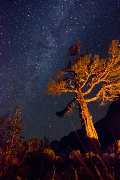 Milchstraße über den Bergen mit Baum — Stockfoto