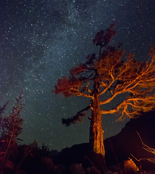 強調表示されているツリーと山の上の天の川 — ストック写真