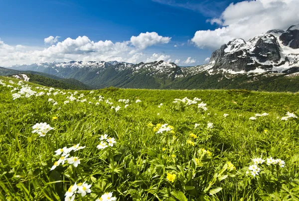 Белые цветы в летних горах с большой травяной долиной — стоковое фото