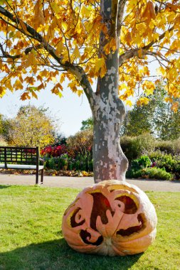 Kabak sarı ağaç, Cadılar Bayramı Bahçe, Vitkov, Prague, Çek Cumhuriyeti için altında