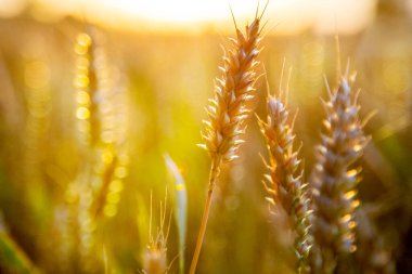  Altın buğday tarlası - Çek Cumhuriyeti 'nde tarım ve tarım