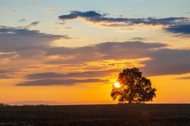 Ağacın siluetleri kışın gün batımına karşı renkli gökyüzüne karşı - hava ve iklim kavramı