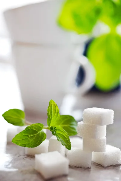 White suger cubes with fresh mint — Stock Photo, Image