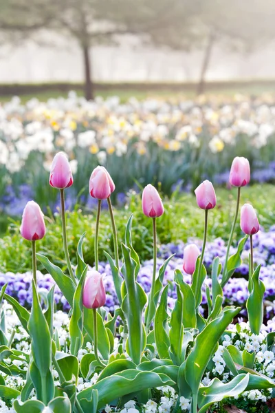 Rosa Tulpen auf dem Blumenbeet am nebligen Morgen im Stromovka Park, Prag, Tschechische Republik — Stockfoto