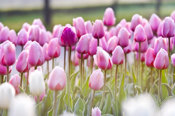 Rosa Tulpen auf dem Blumenbeet am nebligen Morgen im Stromovka Park, Prag, Tschechische Republik — Stockfoto