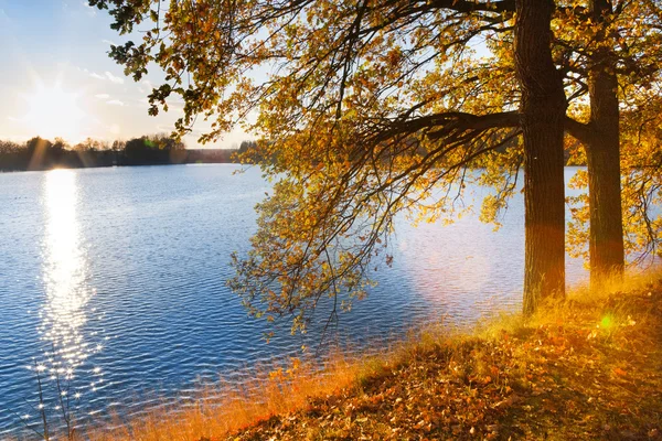 Querce gialle sul terrapieno di Svet Pond a Trebon — Foto Stock