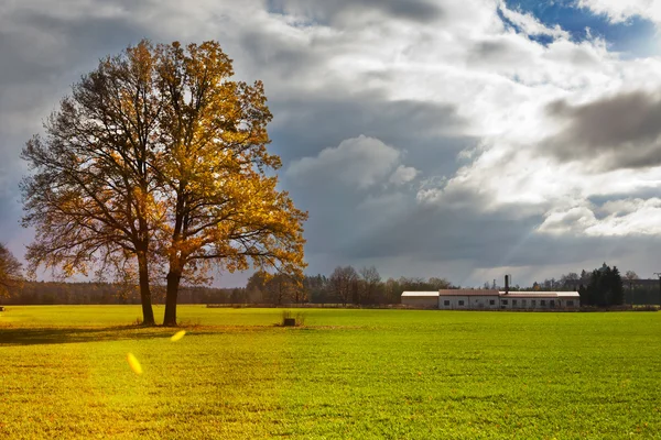 Yellow lonely oak tree in the green field — Stock Photo, Image