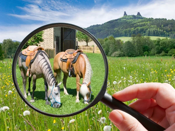 Czech agriculture - green farm with animals — Stock Photo, Image