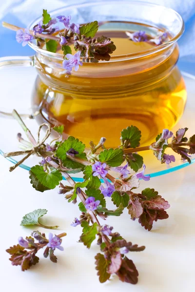 Glechoma hederacea - Ale Huftee in Glasschale — Stockfoto