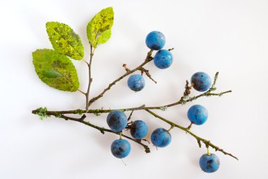 blackthorn with ripe blue berries / Prunus spinosa clipart
