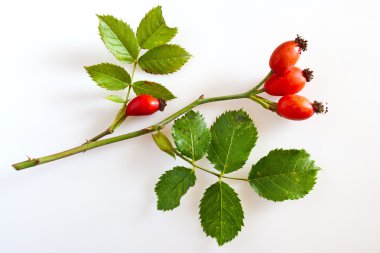 canina rosa olgun kırmızı çilek / gül kalça / Pometum