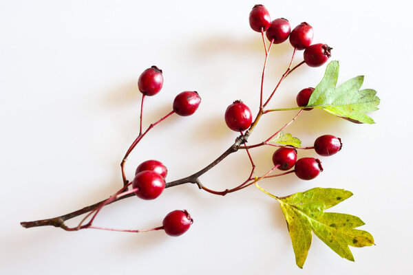 hawthorn bunch with red ripe berries / Crataegus