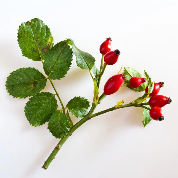 ・ カニナ ローザ熟した赤いベリー ・ ヒップの上昇/Pometum — ストック写真