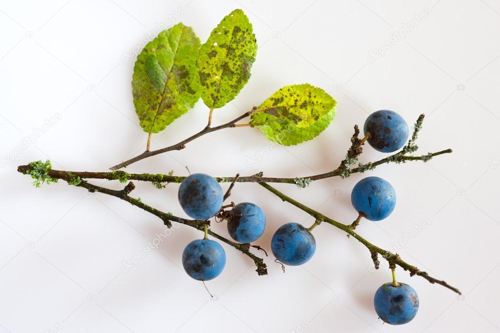 blackthorn with ripe blue berries / Prunus spinosa