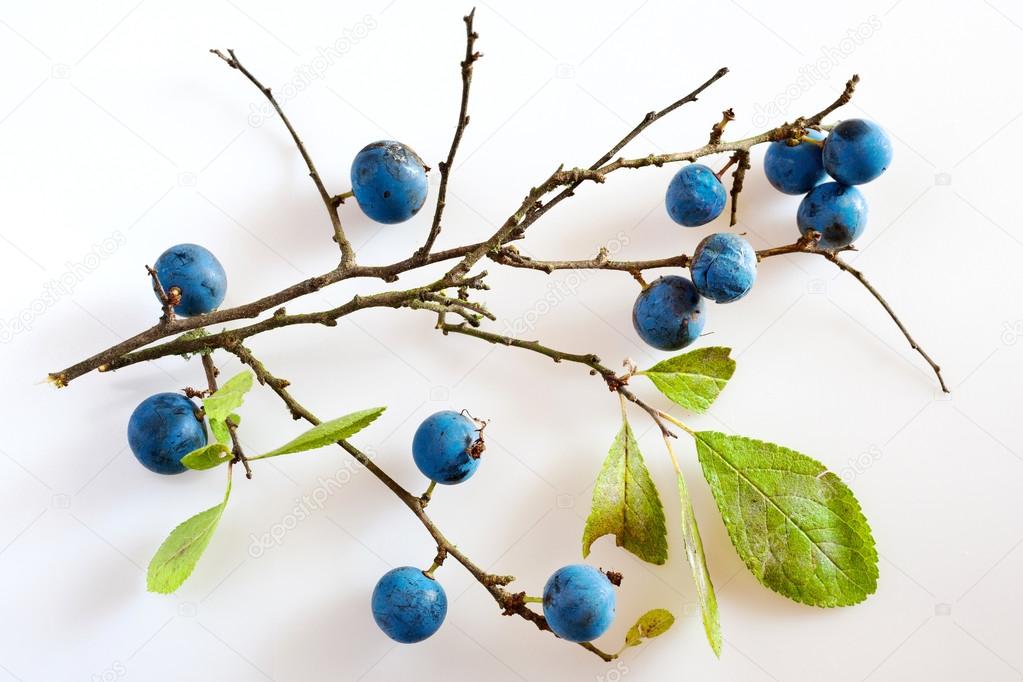 blackthorn with ripe blue berries / Prunus spinosa