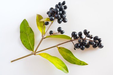 kurtbağrı olgun siyah meyveleri ile / Ligustrum vulgare