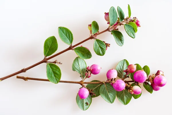 ベリーと snowberry/Symphoricarpos アルバスに白い背景があります。 — ストック写真