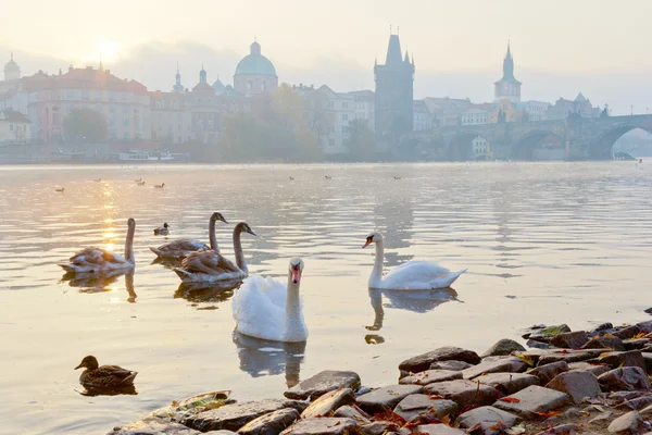 V časných ranních hodinách, nábřeží Vltavy menší město, Kampa, Praha, Česká republika — Stock fotografie