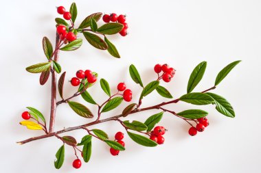 Olgun kırmızı meyveler ile dağ muşmulası / dağ muşmulası lacteus