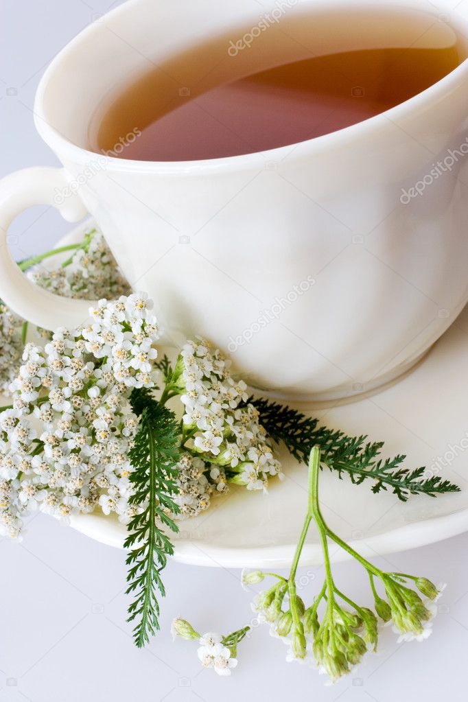 Achillea millefolium plant with flowers / fresh Yarrow tea