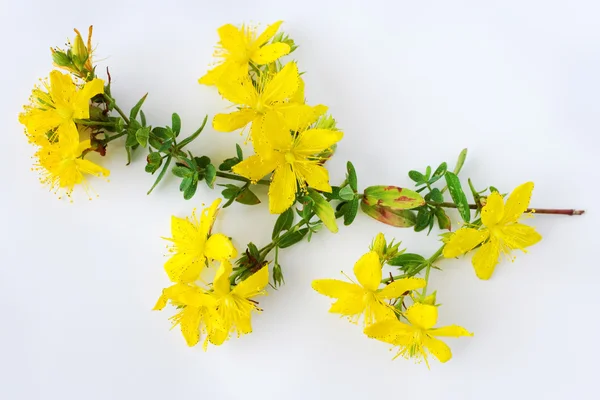 Common St. John 's wort - hypericum perforatum — стоковое фото