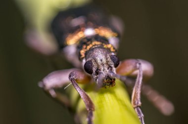 Çimenlerin üzerinde parıldayan küçük bir böcek.