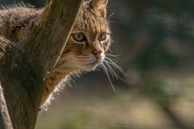 Yeşil mevsim yaprak ormanında vahşi kedi