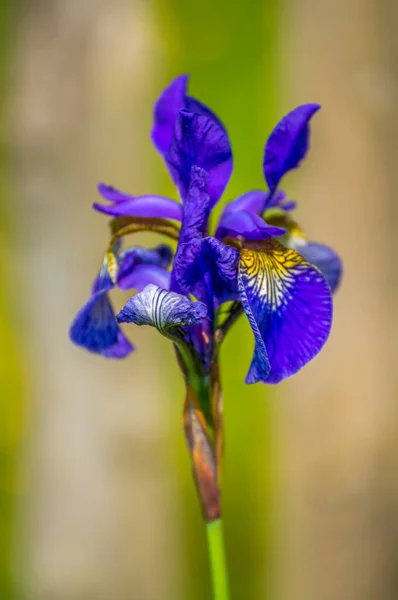 Gladiolus Fleurissent Dans Jardin Saison — Photo