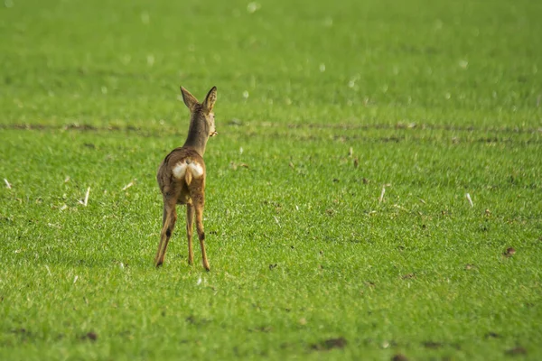 Ree Bij Maïsveld Wilde Natuur — Stockfoto