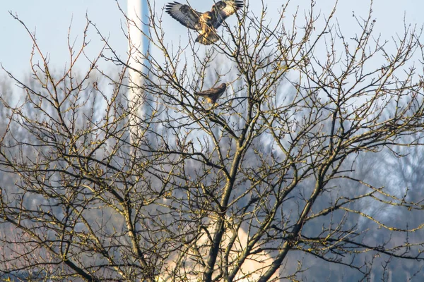 Griffon Buzard Bojovat Stromě — Stock fotografie