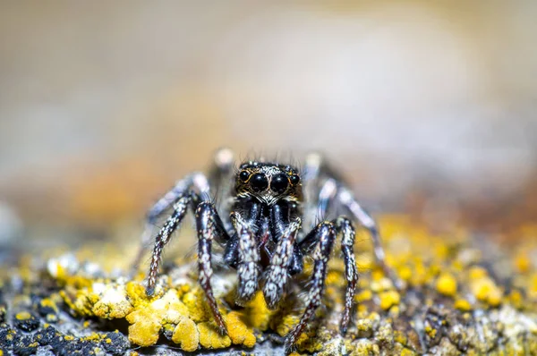 Winzige Zebra Springende Spinne Sucht Wilder Natur — Stockfoto