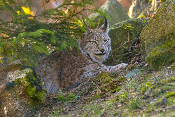 Jeune Lynx Mignon Dans Forêt Sauvage Colorée — Photo