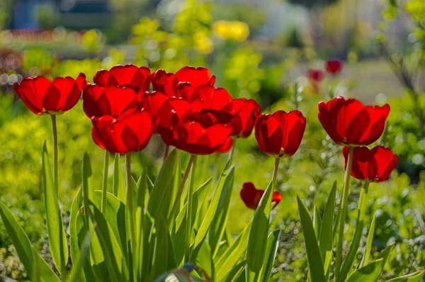 Fleur Printemps Dans Mon Jardin Saison Été — Photo