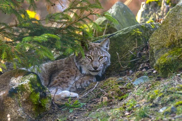 Jeune Lynx Mignon Dans Forêt Sauvage Colorée — Photo