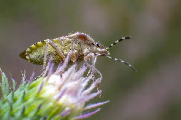アザミの緑の虫 — ストック写真