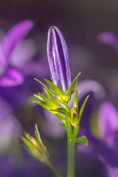 Roxo Violeta Páscoa Flor Primavera Flor Meu Jardim — Fotografia de Stock