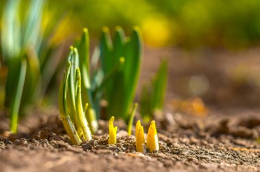 Paskalya bahçesinde çiçek açan yeşil bahar çiçekleri