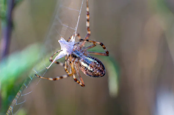 Guêpe Araignée Tout Mangeant — Photo