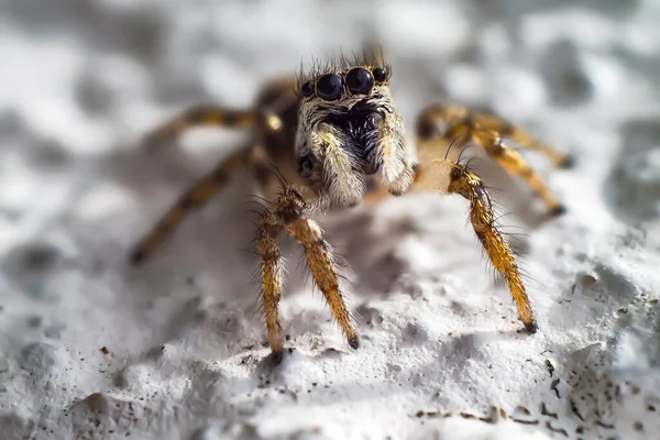 Aranha Fechar Tempo Primavera — Fotografia de Stock