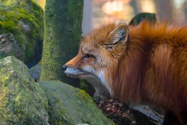 Chasse Renard Roux Été — Photo