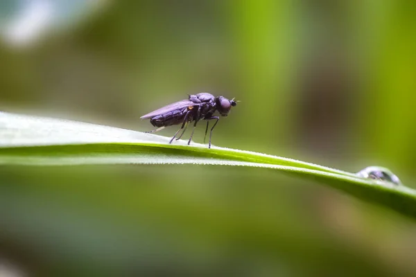 Erste Kleine Fliege Frühling — Stockfoto