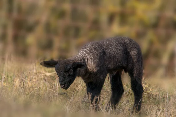 Young New Born Black Lamb Explores World — Stock Photo, Image