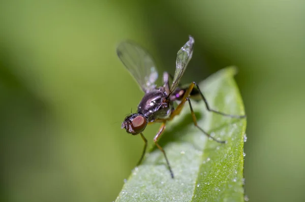Μικρή Μύγα Στο Πράσινο Φύλλο Στον Κήπο Εποχής — Φωτογραφία Αρχείου